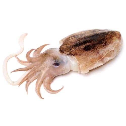 Seiche(sépia)