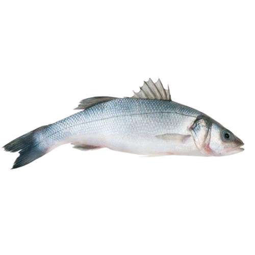 Loup bar (400g-600g)