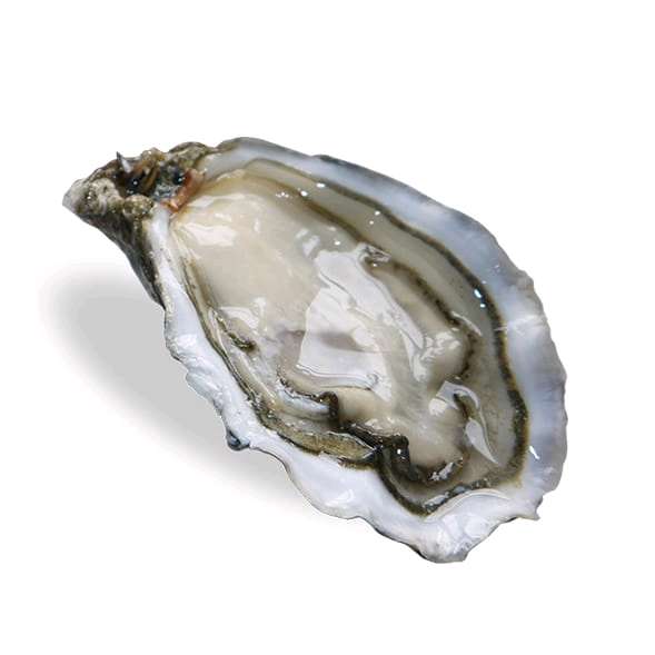 Huîtres fraîches