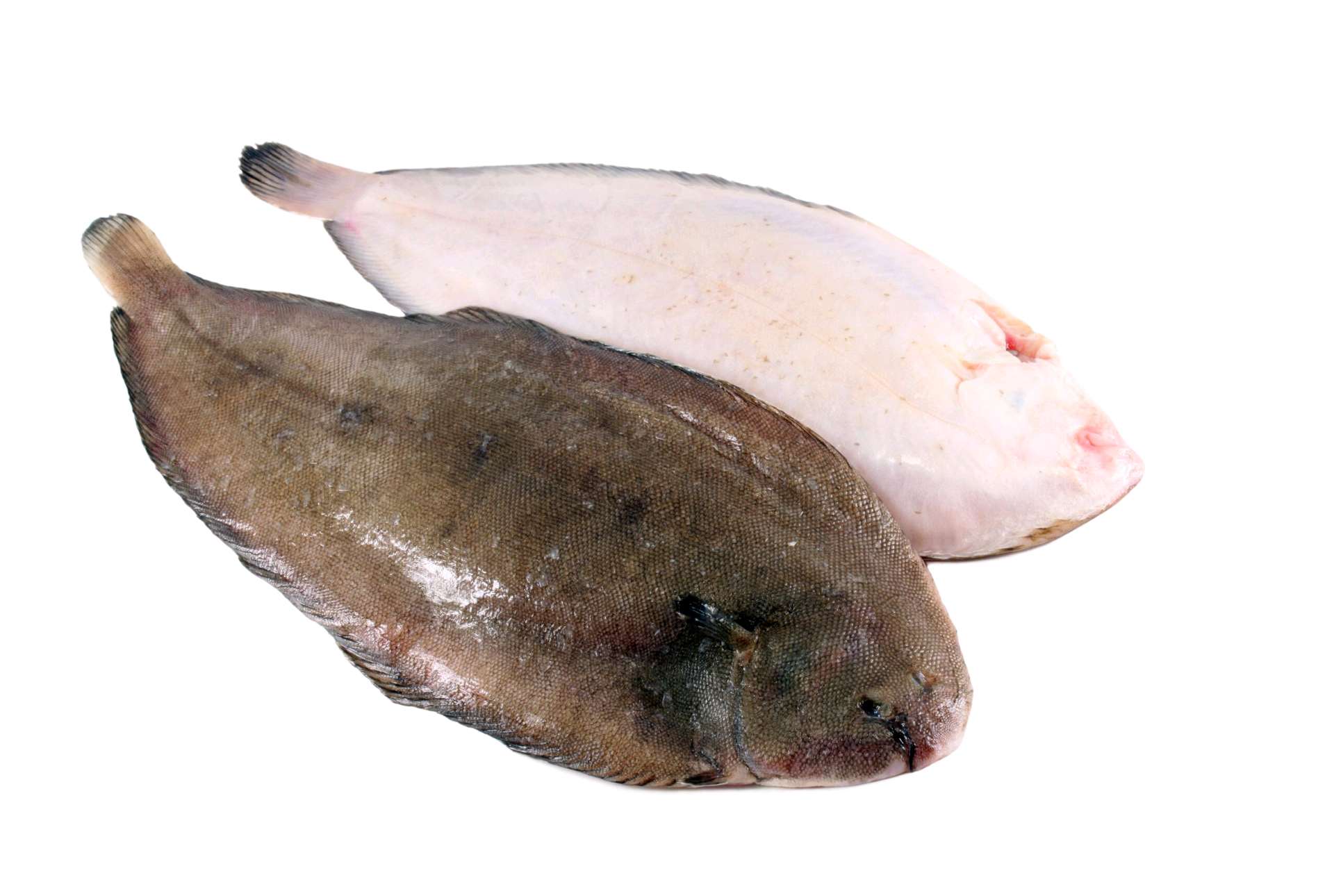 Sole XL