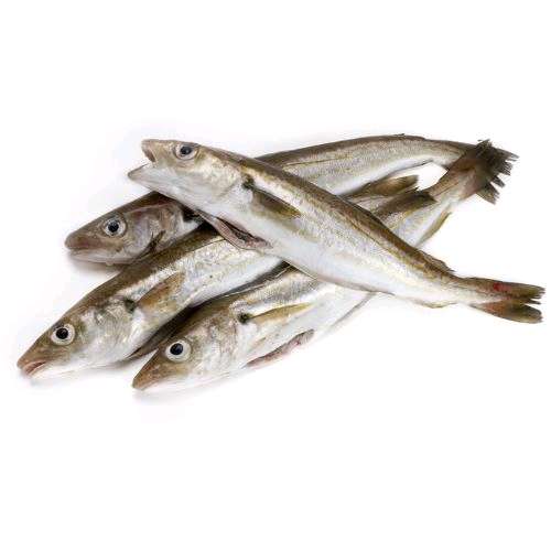 Merlan friture