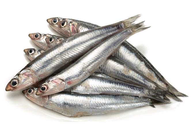 Anchois
