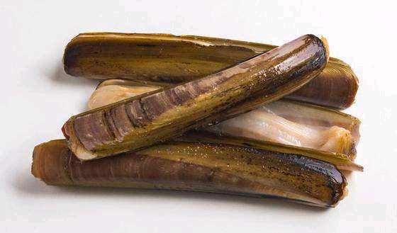 Couteau de mer