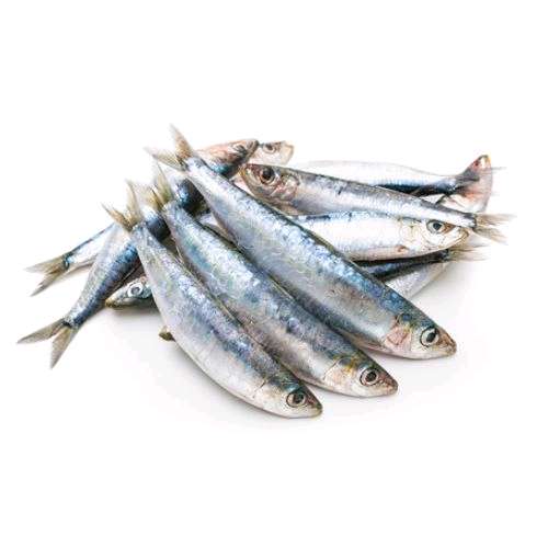 Sardines