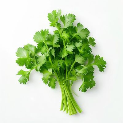 Coriandre