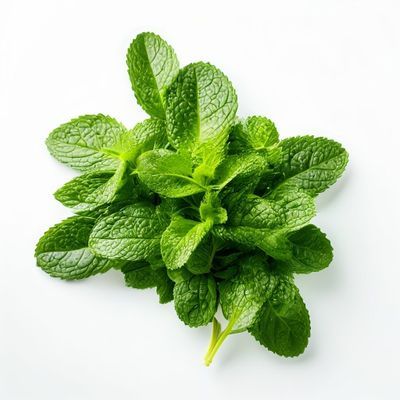 Menthe