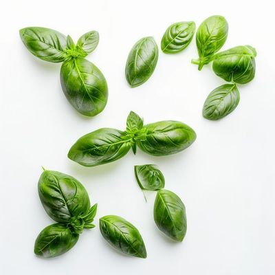 Basilic