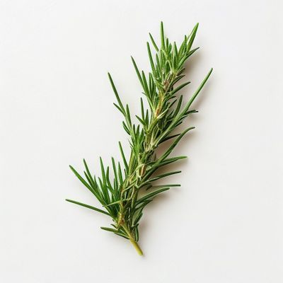 Romarin