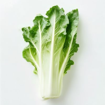 Endive